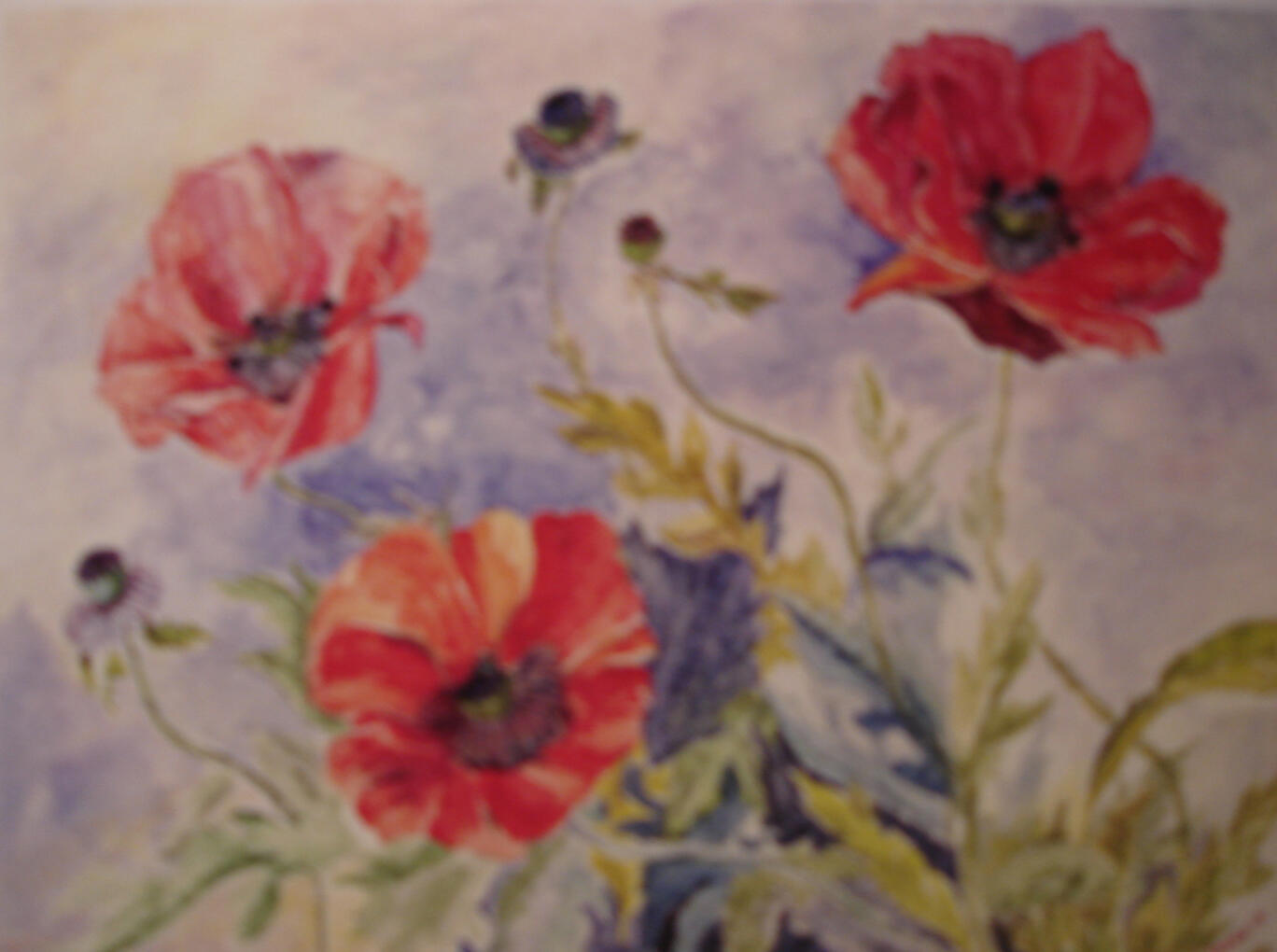 Summer Poppies Watercolor Lora Cobden